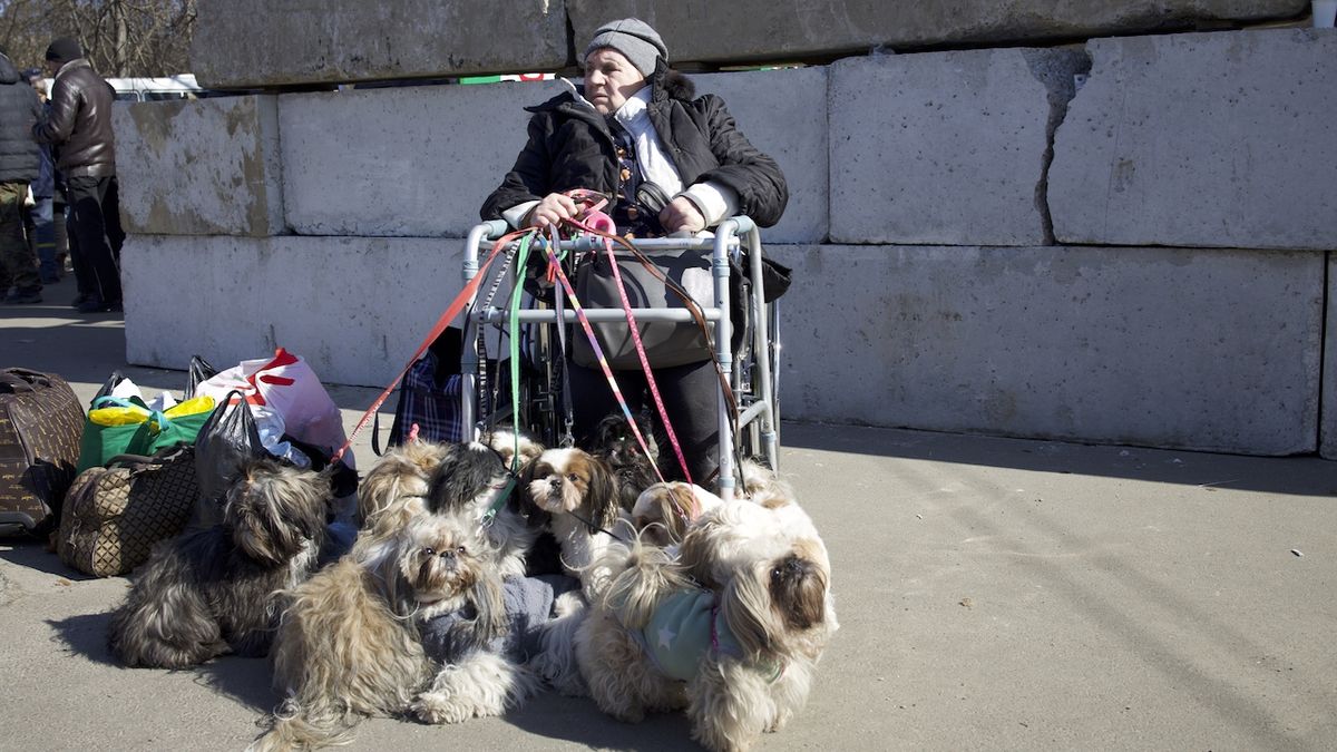 Korespondent Novinek z Kyjeva: Lidé při pomoci evakuovaným pamatují i na zvířata
